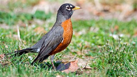 American Robin Audubon Field Guide