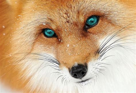 Blue Eyed Fox Animals Beautiful Animals Fox