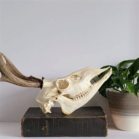 Deer Skull Mount Etsy
