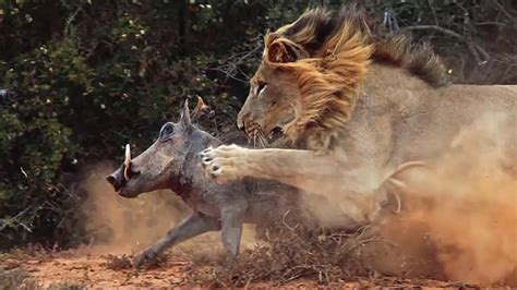Lion Vs Hyena Lion Kills Hyena Amazing Huge Fight Hyena Attacks