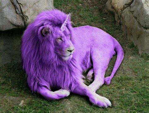 The Last Purple Unilion Animals Purple Picture Clues