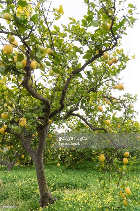 Lemon Tree Orchard High Res Stock Photo Getty Images