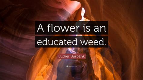 Science is knowledge arranged and classified according to truth, facts, and the. Luther Burbank Quote: "A flower is an educated weed." (7 wallpapers) - Quotefancy