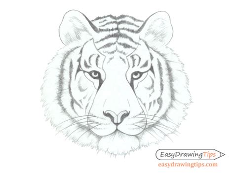 Tiger Face Drawing Pencil