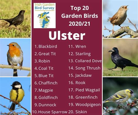 Garden Birds In The Four Corners Of Ireland Birdwatch Ireland
