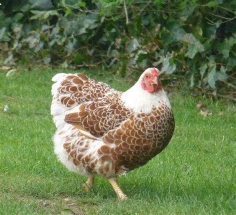 Buff Laced Wyandotte Bantam Hens Chickens In Turriff Aberdeenshire