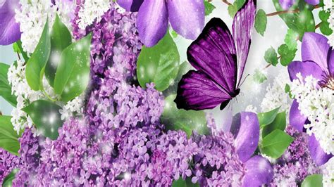 Purple Butterfly Wallpapers 63 Images