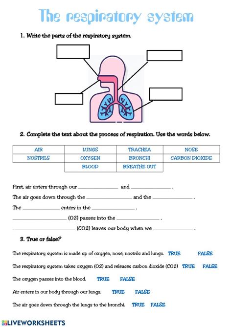 The Respiratory System Worksheet Respiratory System Activities Human