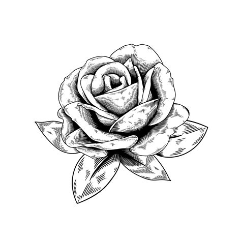 A Beautiful Rose Vector Tulip Drawing Rose Drawing Flower Drawing