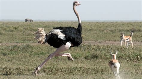 Top 10 Ostrich Facts For Kids Kids Play And Create