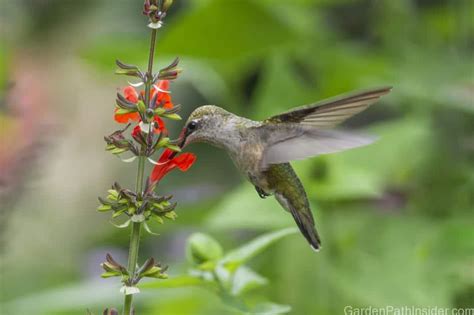 20 Best Red Salvias For Hummingbirds Hummingbird Garden