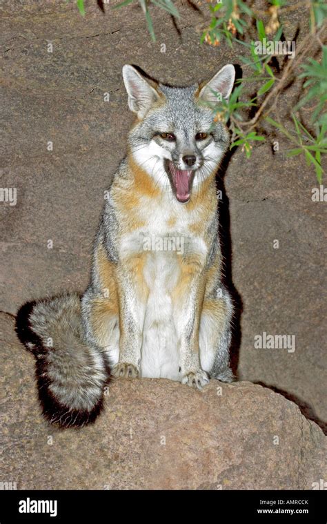 Gray Fox Urocyon Cinereoargenteus Arizona Hi Res Stock Photography And