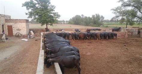 Livestock Farming Pakistan Dairy And Cattle Farming Awareness In Pakistan
