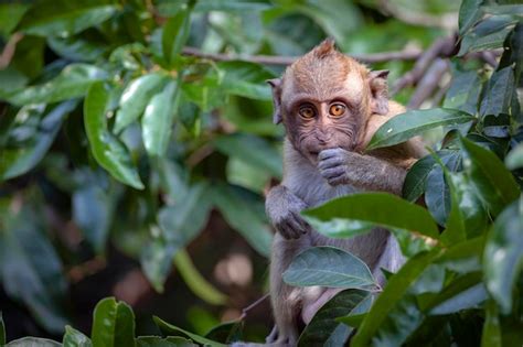 Premium Photo Macaque Close Up In Its Natural Habitat Monkeys From