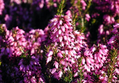 Erica Flowers Nature Plant Blooming Spring Closeup The Delicacy