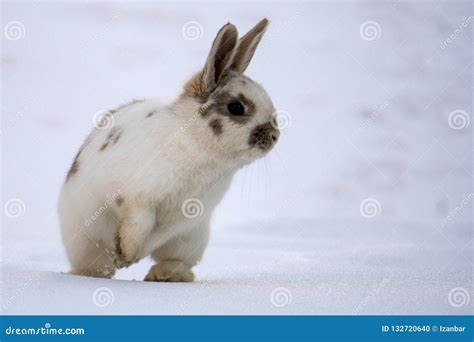 Easter Bunny Isolated On White Snow Stock Photo Image Of Bunny Color