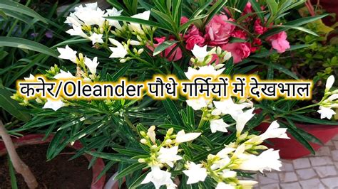 कनेर की देखभाल गर्मियों मैं कैसे करेंsummer Care Of Oleander Flowering
