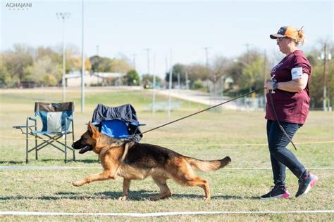 Trained Dogs For Sale Texas Nobleheim German Shepherds