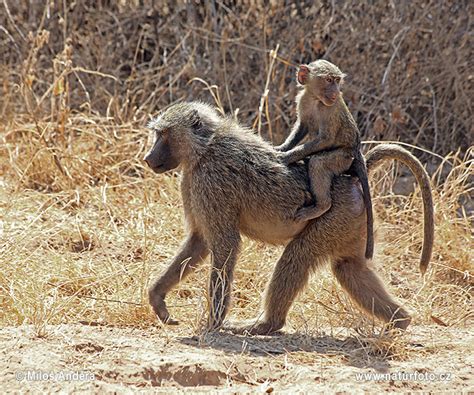 Papio anubis Pictures, Olive baboon, Anubis baboon Images ...