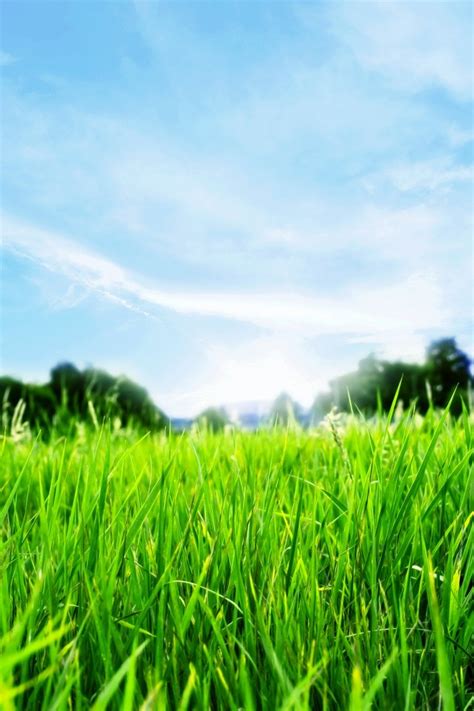 Grass And Sky Wallpaper Wallpapersafari