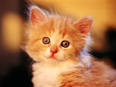 Sweet Baby Cat Hd Desktop Wallpaper Widescreen High Definition