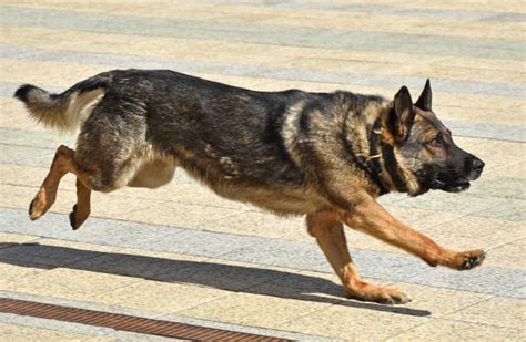 Best German Shepherd Dog Running Side View Stock Photos Pictures