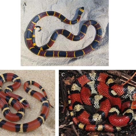 Pictures Of A The Venomous Coral Snake M Fulvius Photo Credit