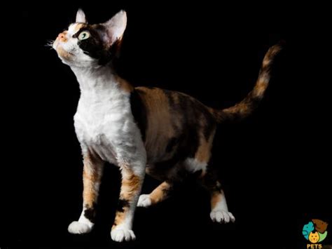 Devon Rex Cat Breed Information Uk Pets