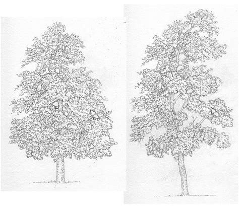 Pen And Ink Illustrations Of Trees Lizzie Harper Tree Line Drawing