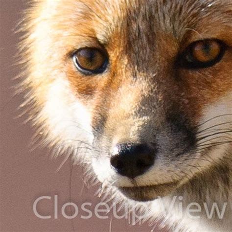 Alaskan Red Fox Denali National Park 8x12 Fine Art Etsy