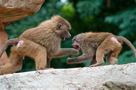 Monkey Fight Stock Photos Pictures And Royalty Free Images Istock