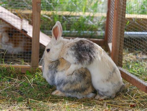 Premium Photo Two Domestic Rabbits Run After Each Other Reproduction