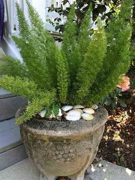 One of the most versatile foliage plants, there are over 12,000 varieties of ferns. 17 Best images about Tropicals & Houseplants on Pinterest ...