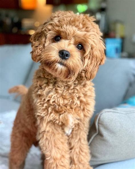 Cavapoo Dog Breed History Temperament Health And More