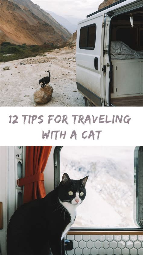 12 Helpful Tips For Traveling With A Cat Cat Travel Cats Long Car Trips