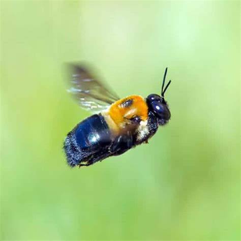 In business since 1982, do it yourself pest control has been the #1 seller of pest control products online since 1996. Investigate Carpenter Bees: Pointe Pest Control