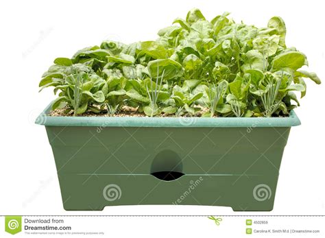 Container Salad Garden Isolated Stock Image Image Of