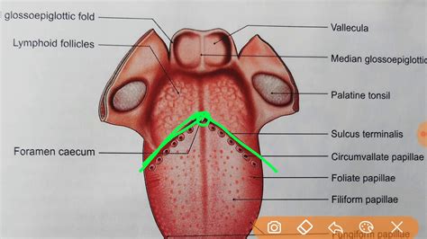 Anatomy Tongue Diagram Pics