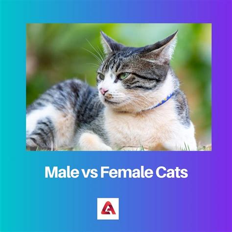 Male Vs Female Cats Difference And Comparison