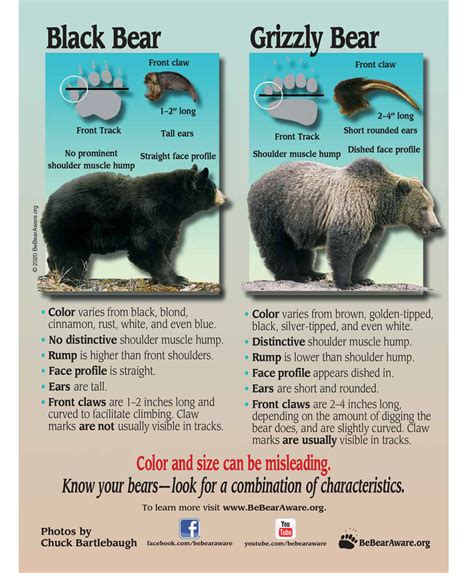 Bear Safety Tips Be Bear Aware Campaign