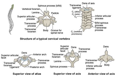 Diagram Of A Cervical Vertebra The Vertebral Column Anatomy And