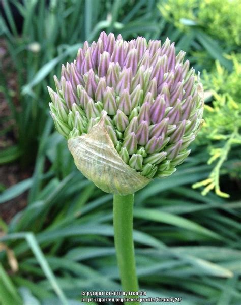 Photo Of The Closeup Of Buds Sepals And Receptacles Of Giant Allium