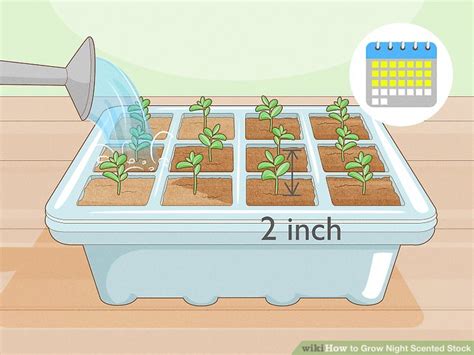 3 Ways To Grow Night Scented Stock Wikihow Life