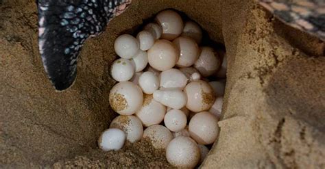1 1 Sea Turtle Eggs Smrt English