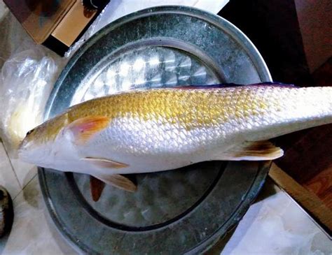 Loc Vinh Fisherman Catches Strange Fish Assumed Otolithoides Biauritus