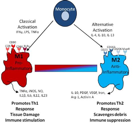 10 Expression Profiles Of M1 And M2 Macrophages Cns Monocytes And