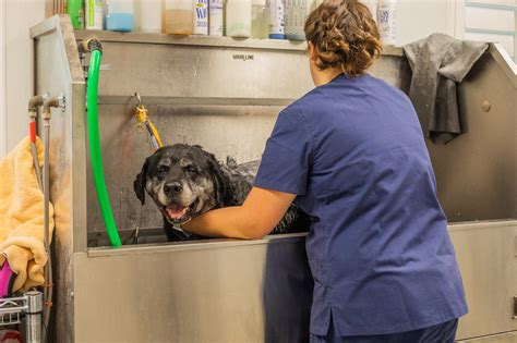 Urine and stool samples are another tool used for. Pet Grooming in Trophy Club, TX - Trophy Club Animal Hospital