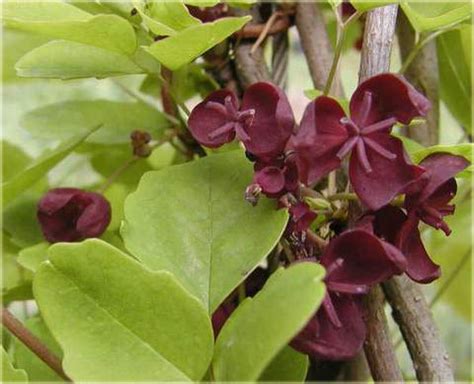 Akebia trójlistkowa Akebia trifoliata
