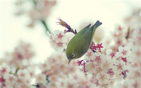 Bird Cherry Blossoms Animal Hd Wallpaper Peakpx