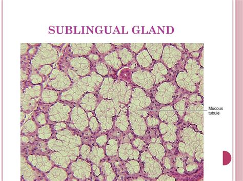 Ppt Salivary Glands And Pancreas Powerpoint Presentation Free